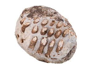 Limestone rock with fossils. Stone specimen. Sedimentary rock