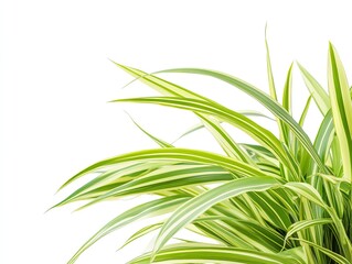 Fototapeta premium Variegated plant leaves, studio shot, white background, design element