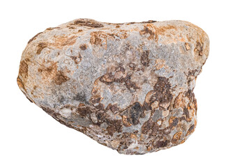 Limestone rock with fossils. Stone specimen. Sedimentary rock