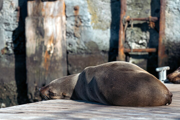 Cute South African, Cape fur seal sleeping on the pier. Cape Town, South Africa