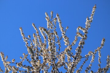 Wild cherry blossoms in Poland