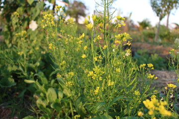 grass and flowers