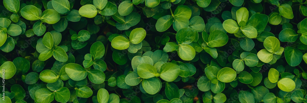 Poster bright green grass texture with dense foliage and smooth surface captured from above