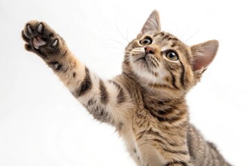 Playful Tabby Cat Reaching Out with Paw Against White Background in Bright Indoor Environment
