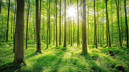 Obraz premium A dense forest with soft light filtering through tall trees, offering wide space in the foreground for copy.