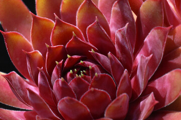 Colourful leaves of the succulent Sempervivum Hen and Chicks plant in bright sunshine in the rock...