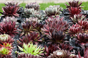 Obraz premium Colourful pots of the succulent Sempervivum Hen and Chicks plant in bright sunshine in the rock garden, closeup. 