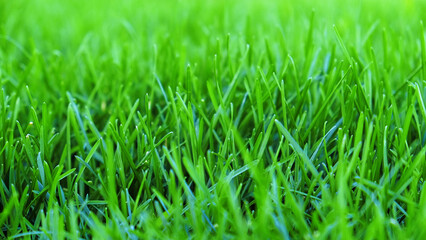 Close-up vibrant green grass lawn, natural greenery background texture of lawn garden. The lush blades of grass fill the frame. Lawn for training football pitch, Grass Golf Courses..