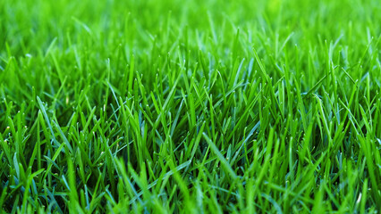 Close-up vibrant green grass lawn, natural greenery background texture of lawn garden. The lush blades of grass fill the frame. Lawn for training football pitch, Grass Golf Courses.