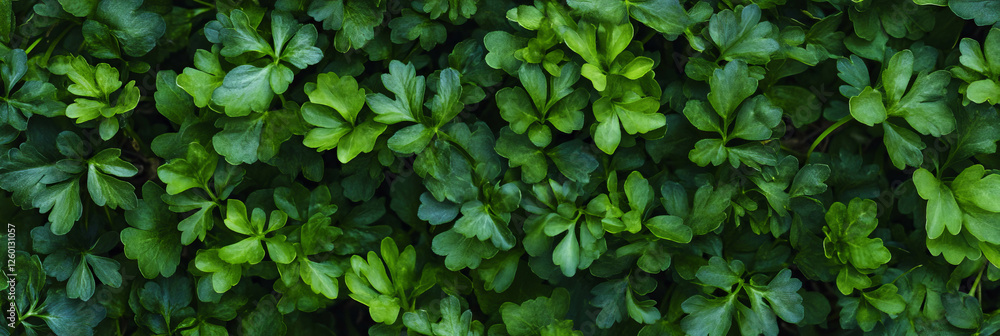 Poster dense green turf texture with uniform height and smooth surface from a top view
