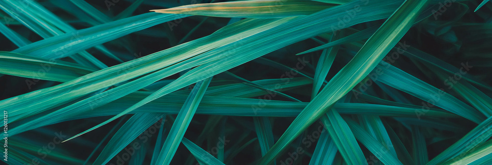 Poster dense interwoven grass texture with deep green color and thick appearance from a top view