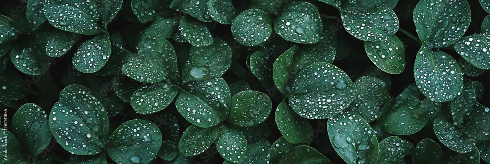 Poster dense wet grass displaying glistening droplets in dark green tones from a top view perspective