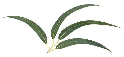 Branch of fresh eucalyptus leaves isolated on transparent background © Formatoriginal