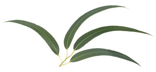 Branch of fresh eucalyptus leaves isolated on transparent background