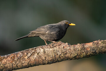 Blackbird, male,