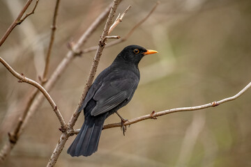 Blackbird, male,