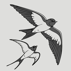 The Lives of Birds in Flight Swallows in mid-flight with detailed wingspans