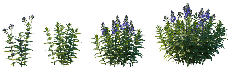 Set of frontal Veronica teucrium (Speedwell, Bird's Eye) isolated png on a transparent background perfectly cutout high resolution