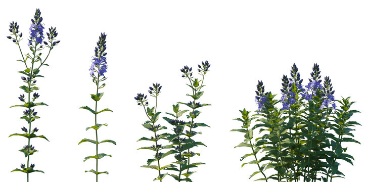 Set of frontal Veronica teucrium (Speedwell, Bird's Eye) isolated png on a transparent background perfectly cutout high resolution
