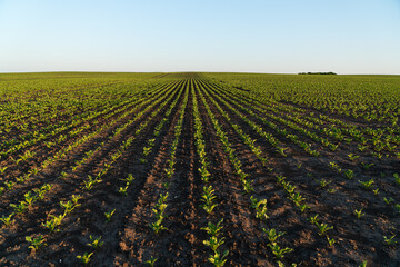 Lush green crops grow in neat rows across a wide agricultural field, soaking in the warm afternoon light in a rural landscape