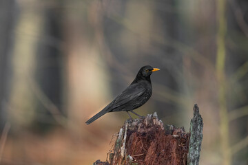 Blackbird, male,