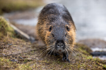 A nutria or coypu (Myocastor coypus) walks along the bank of a pond