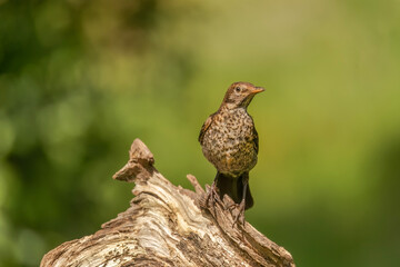 Blackbird, female, close up in forest in the uk