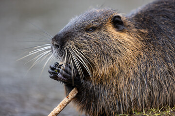 A nutria or coypu (Myocastor coypus) nibbles on a slice of bread on the bank of a pond