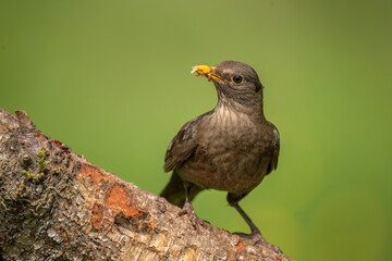 Blackbird, female, close up in forest in the uk