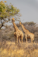 Front view photo of a pair of giraffes near a treein the savanna, wildlife and game drive in Namibia, Africa