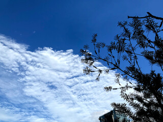 うろこ雲と空と植物