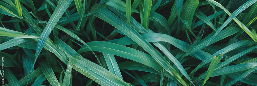 Poster texture of light green fairway grass providing a lush and soft surface from a top view perspective