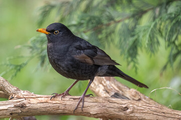 Blackbird, male, close up in forest in the uk