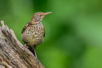 Blackbird, female, close up in forest in the uk