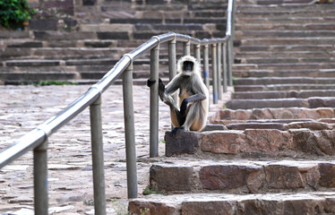 a monkey sitting on top of mountain steps
