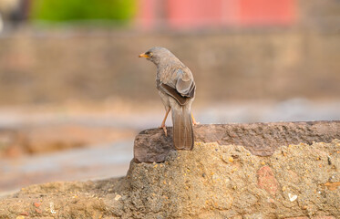 Jungle Babbler on early morning in forest
