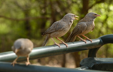 Jungle Babbler on early morning in forest

