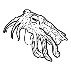 a black and white drawing of a realistic cuttlefish illustration