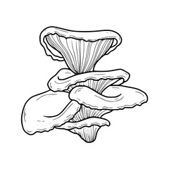edible mushroom vector graphic : detailed line drawing