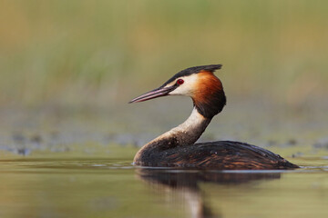 Perkoz dwuczuby (Podiceps cristatus), great crested grebe