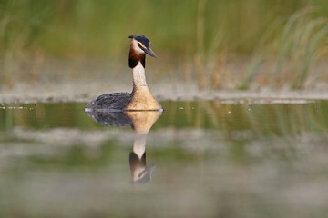 Perkoz dwuczuby (Podiceps cristatus), great crested grebe