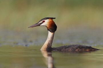 Perkoz dwuczuby (Podiceps cristatus), great crested grebe