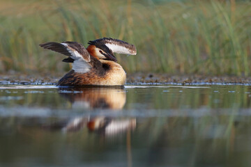 Perkoz dwuczuby (Podiceps cristatus), great crested grebe © Bartosz Rakoczy