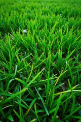 Fototapeta premium Intricate short-cut grass, lush green stripes, texture, emerald, nature