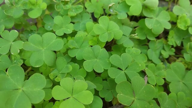 Close up of clover leaves with gentle breeze