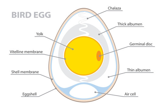 Anatomy of a birds egg. Labeled egg structure. Biological diagram with chalaza, yolk, eggshell and albumen location. Vector poster on white background.