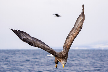 知床の海とオジロワシ-Shiretoko Sea and White-tailed Eagles-