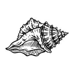 A sketchy icon of conch shell