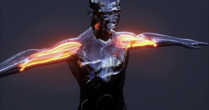 This representation showcases the intricate structure of human body muscles, focusing on the arms musculature during movement. It highlights muscle groups and their functions clearly.