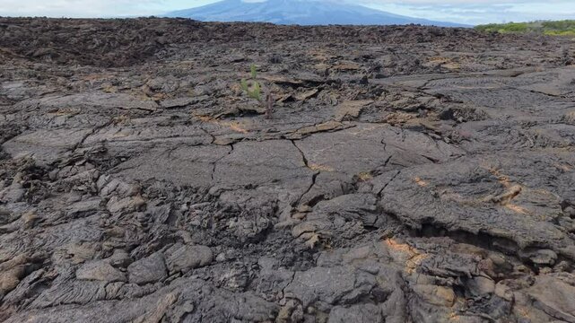 Volcanic terrain of Galapagos Islands, volcano looming over barren lava field, resilient green plant sprouting through rocky ground